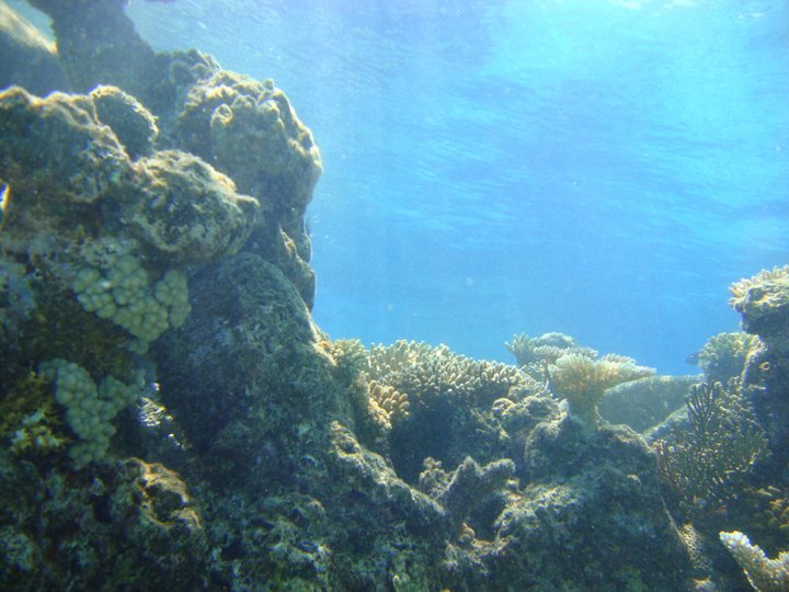Great Barrier Reef Scuba Diving Australia 3